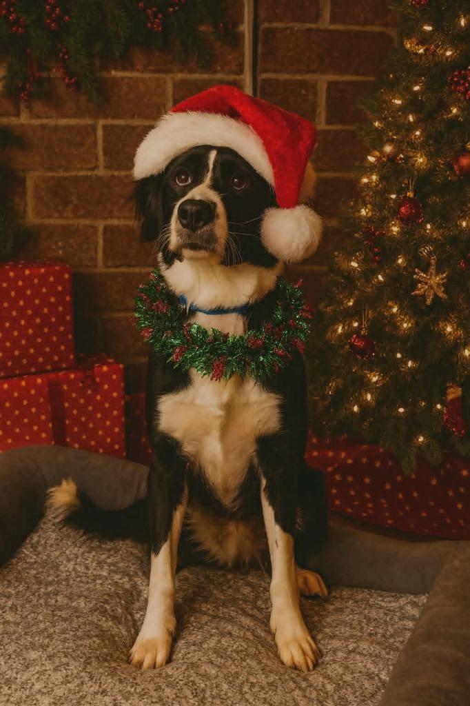 Enlarge PIPER 2, a Adoptable mixed breed in Princeton, IN image 3/3