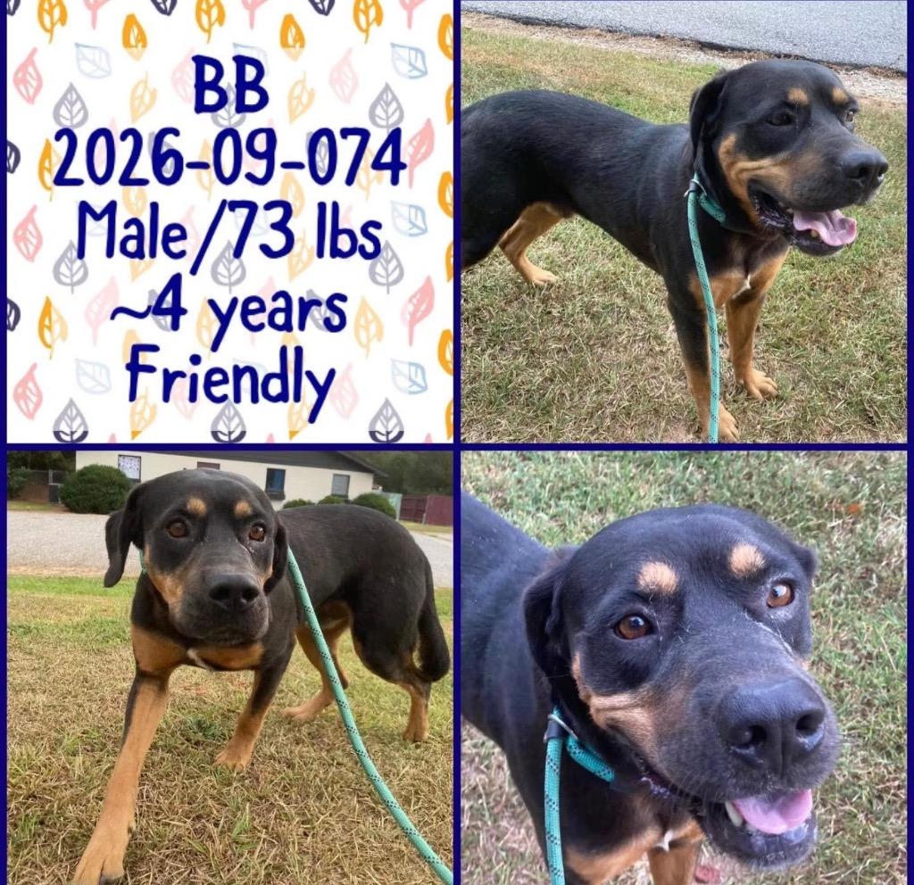 2026-09-074*BB*, Adoptable, Adult Male Rottweiler.