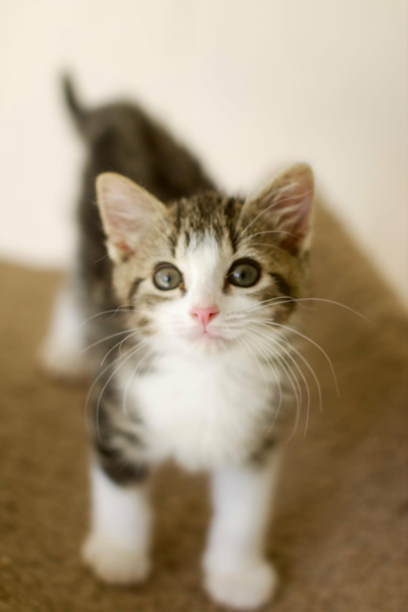 Theodore, an adopted Domestic Short Hair in Umatilla, FL image 2/3