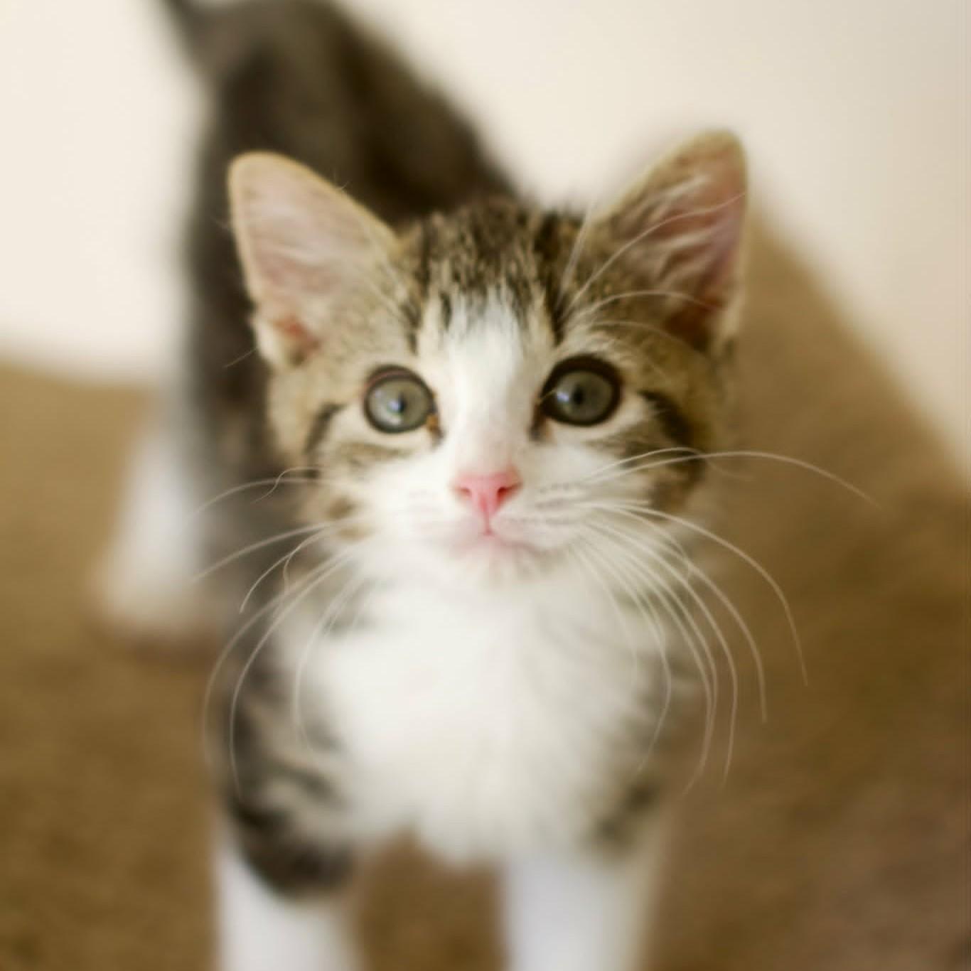 Theodore, adopted, Kitten Male Domestic Short Hair.