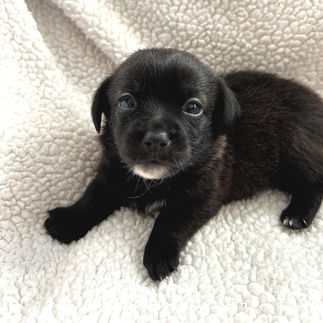 MABELLE - Miniature Dachshund / Mixed Breed for adoption in Birmingham