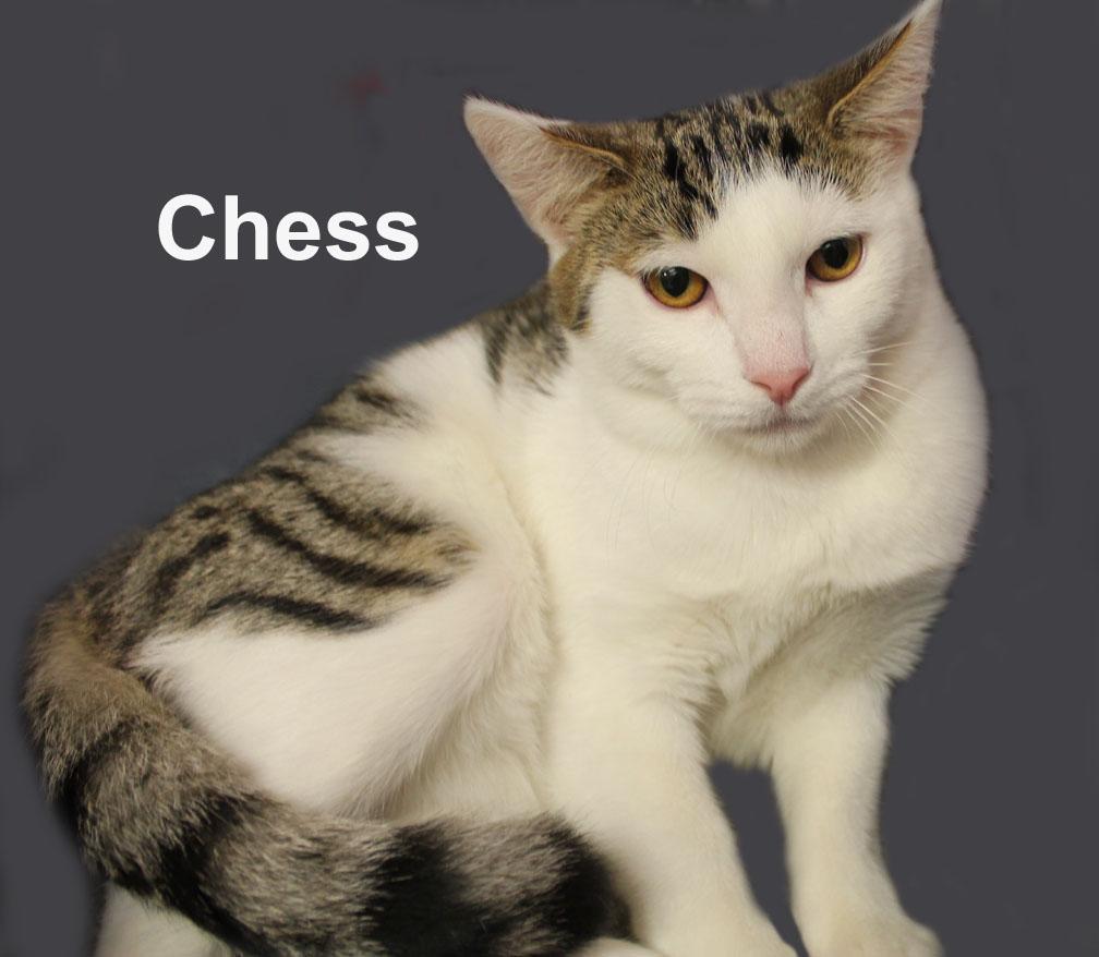 Chess Steck. (sweet brothers) — thumbnail 2