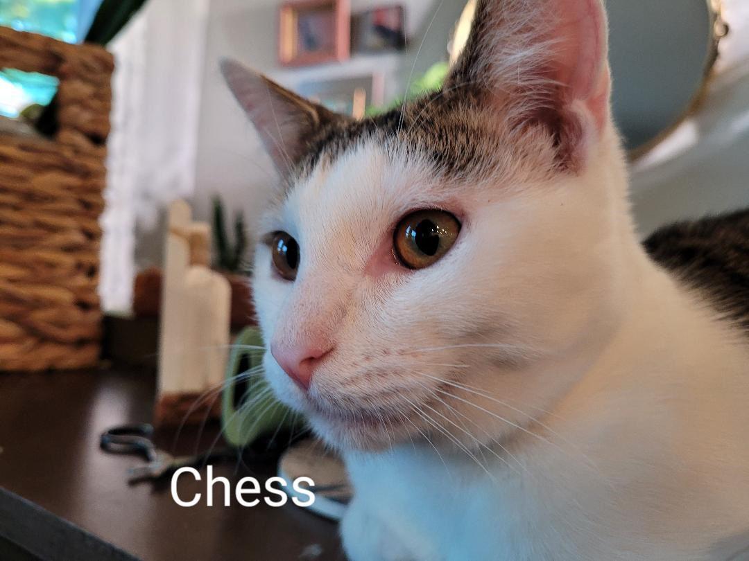 Chess Steck. (sweet brothers) — thumbnail 3