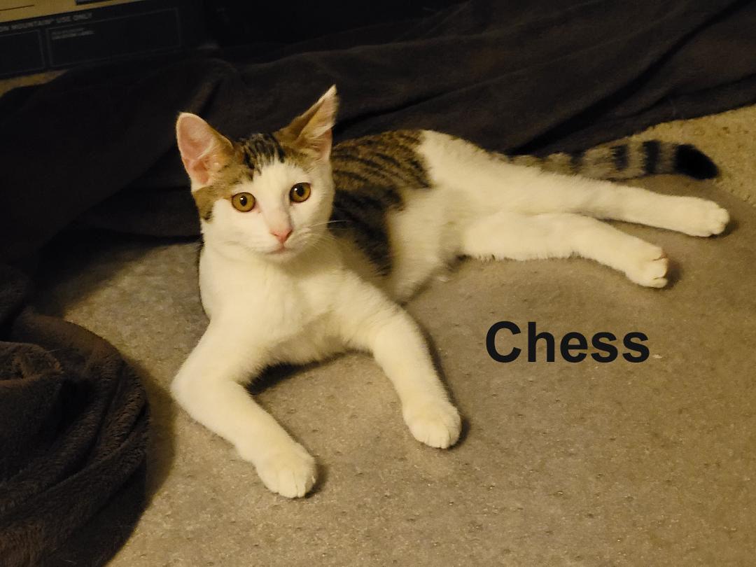 Chess Steck. (sweet brothers) — thumbnail 5