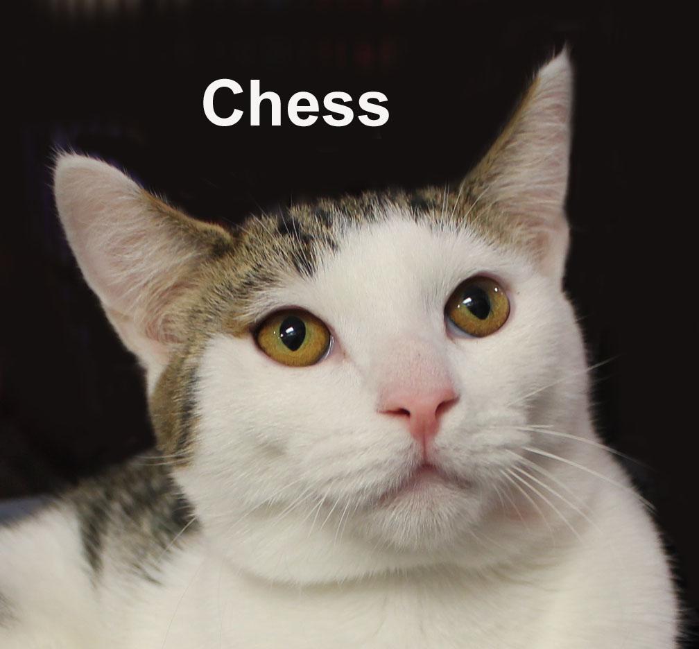 Chess Steck. (sweet brothers) — thumbnail 6