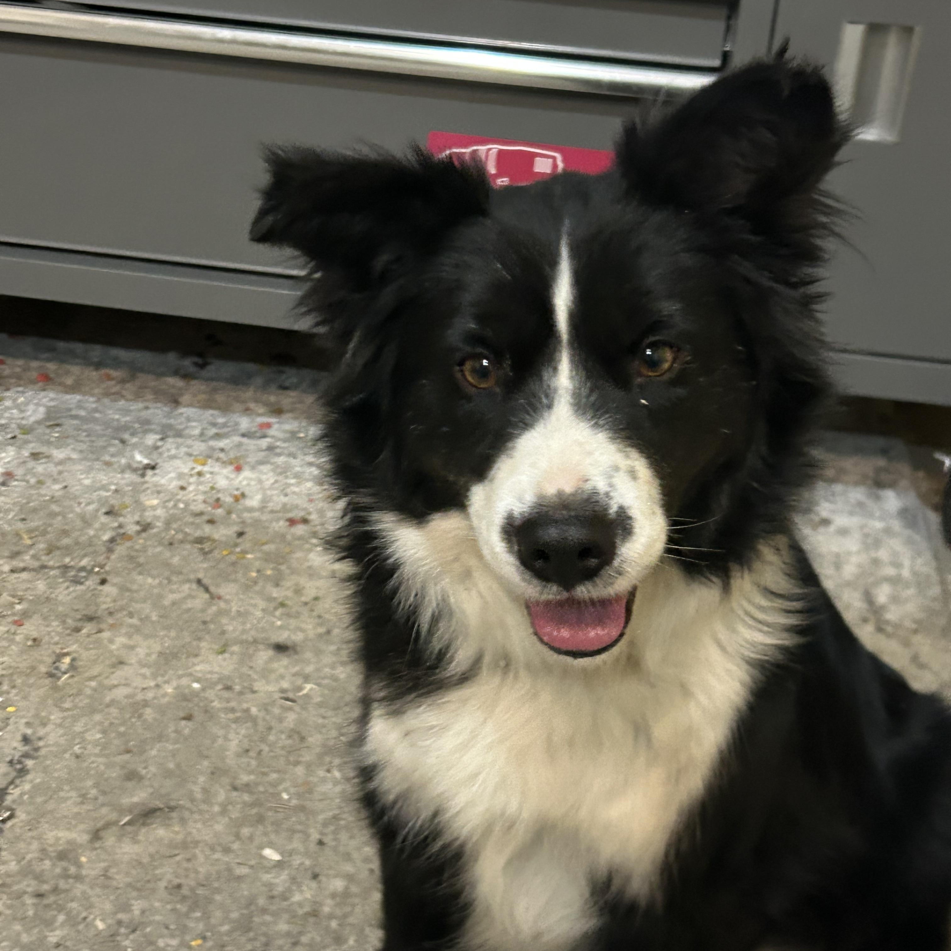 Enlarge Cody  **Courtesy Listing for Luke's Legacy**, a ADOPTABLE mixed breed in COEUR D ALENE, ID image 4/4