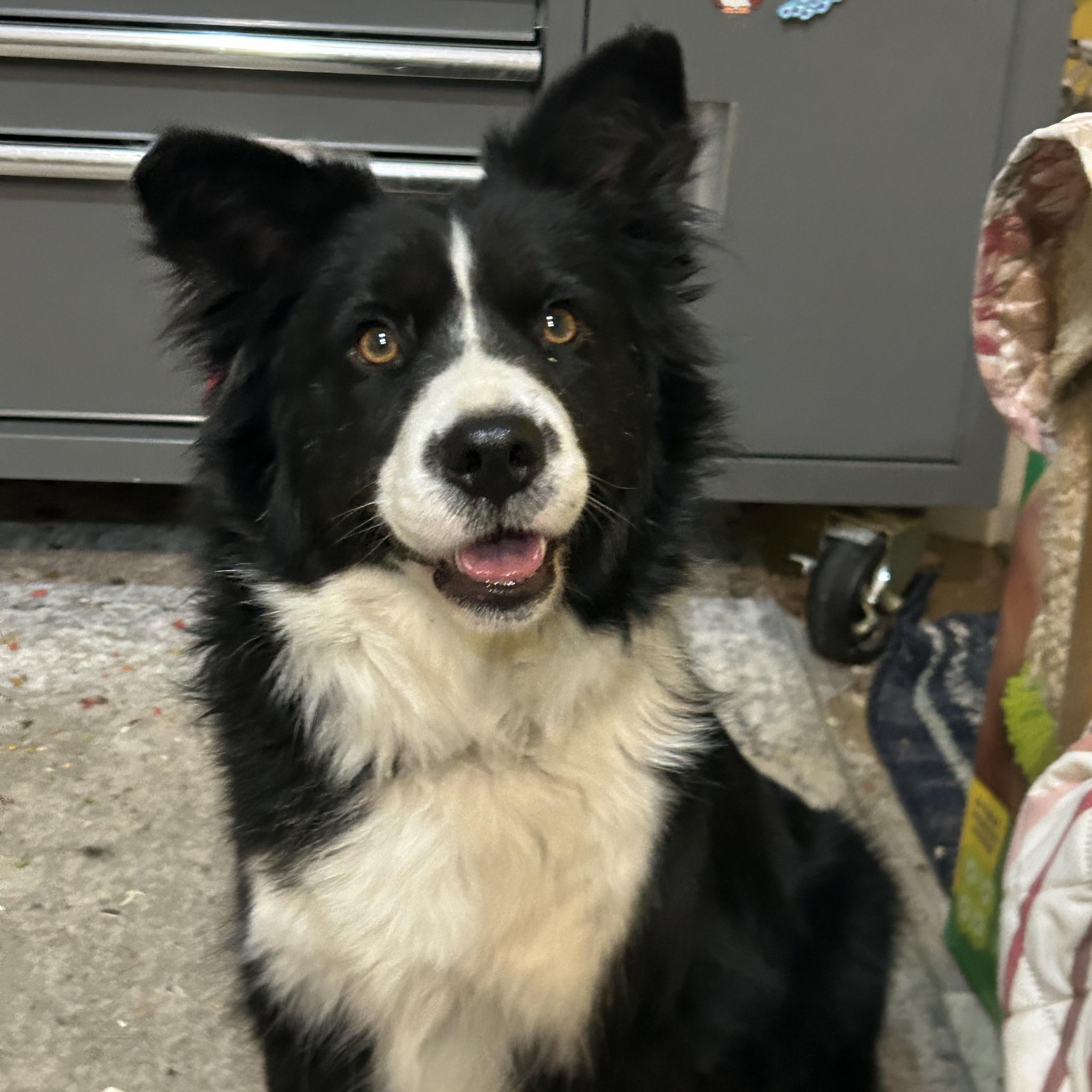 Enlarge Cody  **Courtesy Listing for Luke's Legacy**, a ADOPTABLE mixed breed in COEUR D ALENE, ID image 1/4