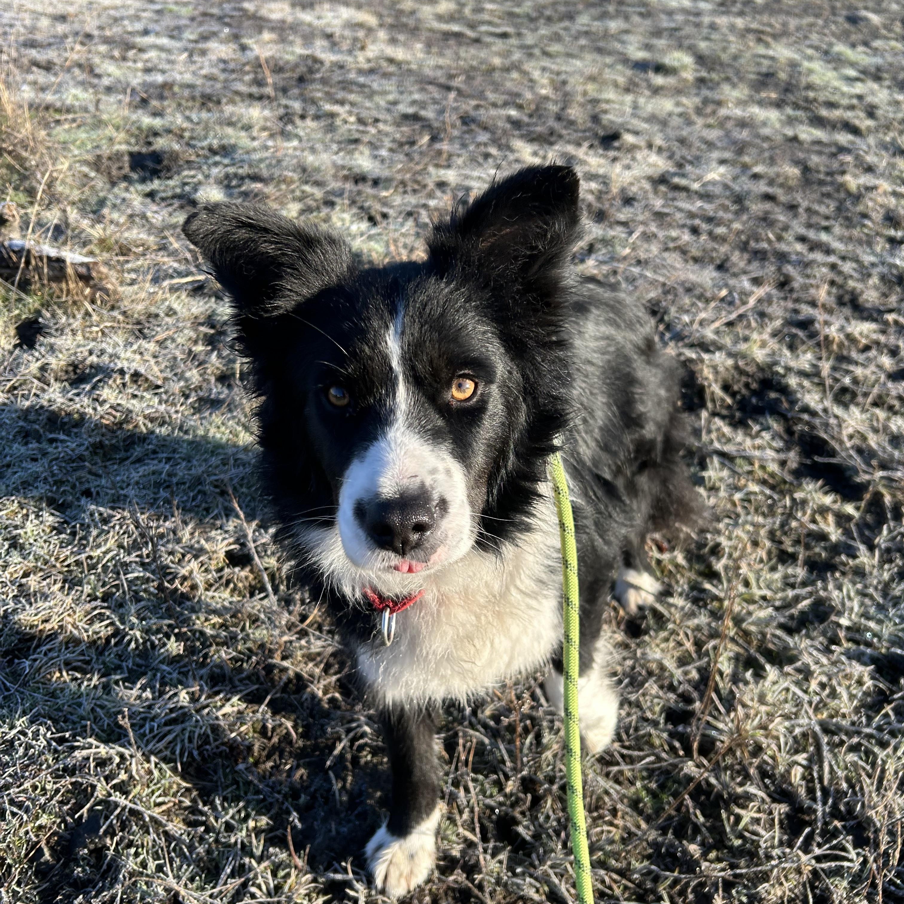 Cody **Courtesy Listing for Luke's Legacy**, ADOPTABLE, Adult Male Border Collie.