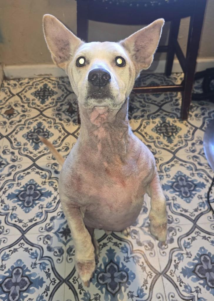 Enlarge Billy, a Adoptable mixed breed in Warren, MI image 1/6