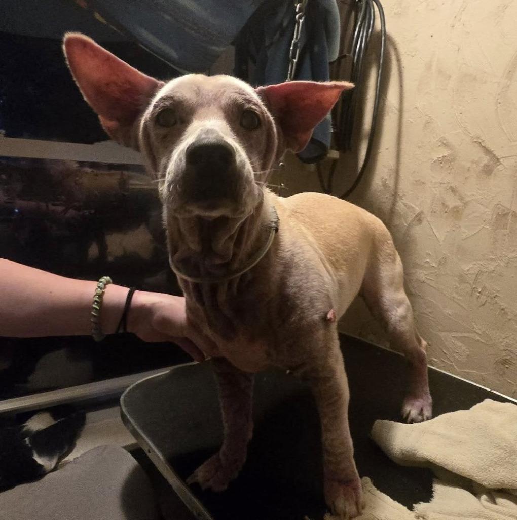 Enlarge Billy, a Adoptable mixed breed in Warren, MI image 2/6