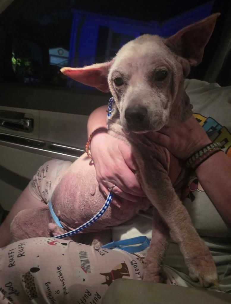 Enlarge Billy, a Adoptable mixed breed in Warren, MI image 3/6