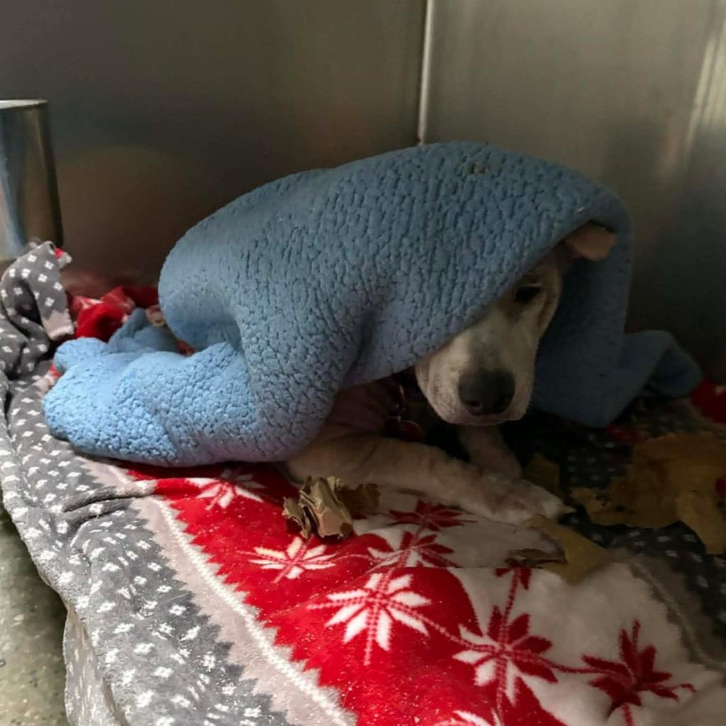 Enlarge Billy, a Adoptable mixed breed in Warren, MI image 4/6