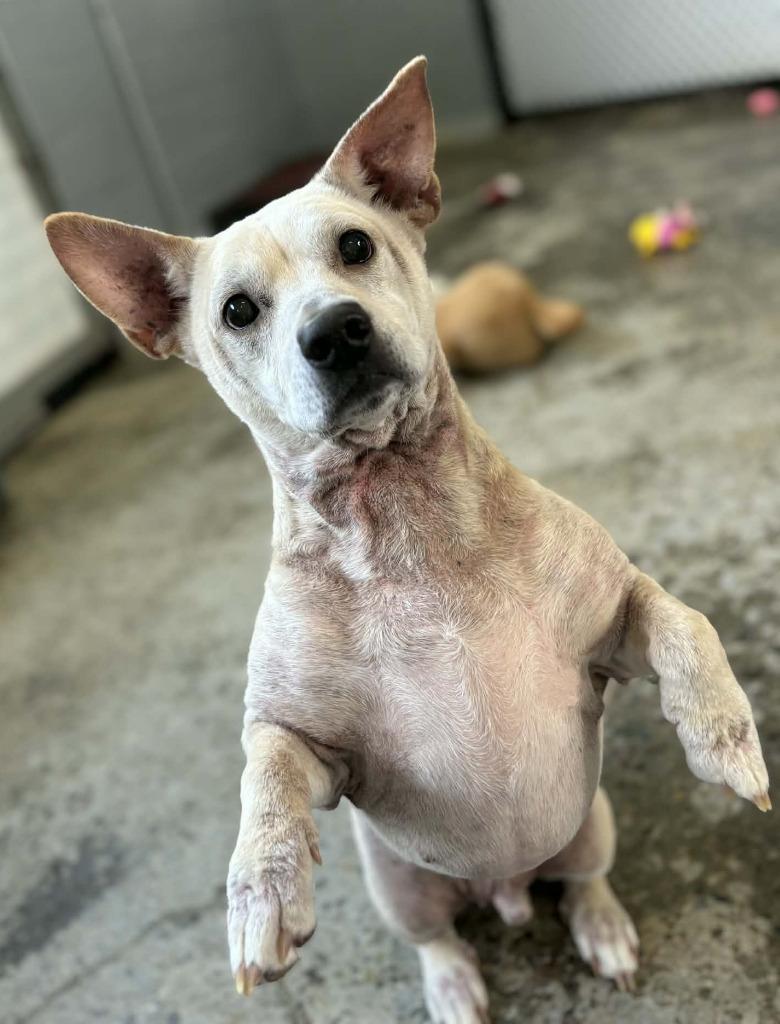 Enlarge Billy, a Adoptable mixed breed in Warren, MI image 5/6
