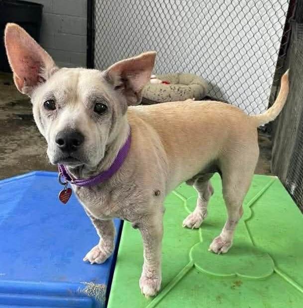 Enlarge Billy, a Adoptable mixed breed in Warren, MI image 6/6