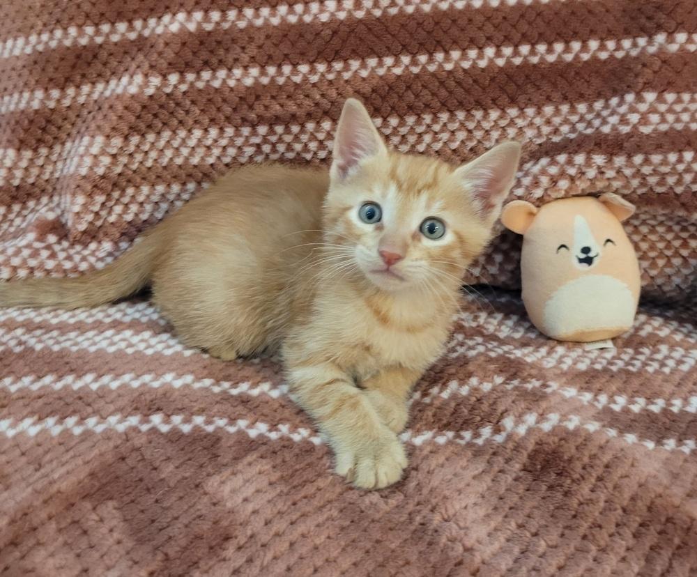 Stewie, Adoptable, Kitten Male American Shorthair.