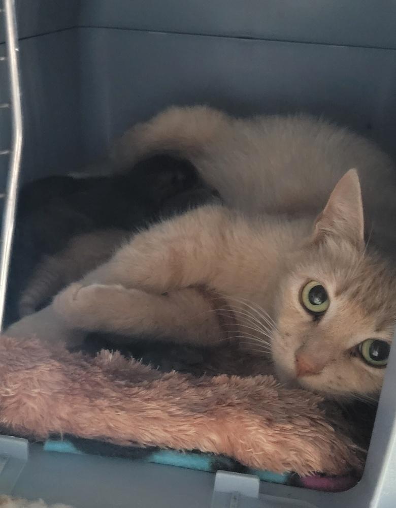 Stewie, a Adoptable American Shorthair in Tampa, FL image 2/2