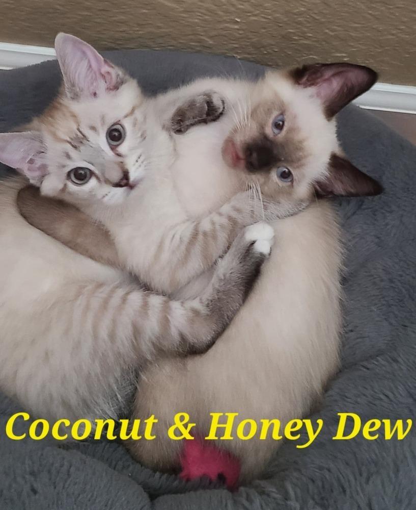 Taro, Adopted, Kitten Female Siamese.