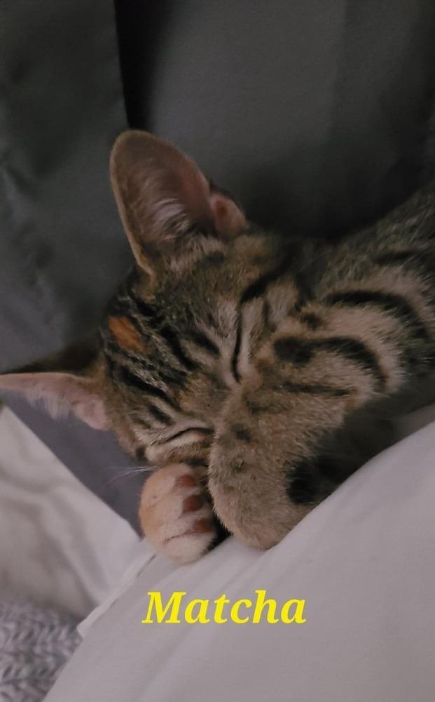 Enlarge Taro, a Adopted mixed breed in Forest Knolls, CA image 5/5