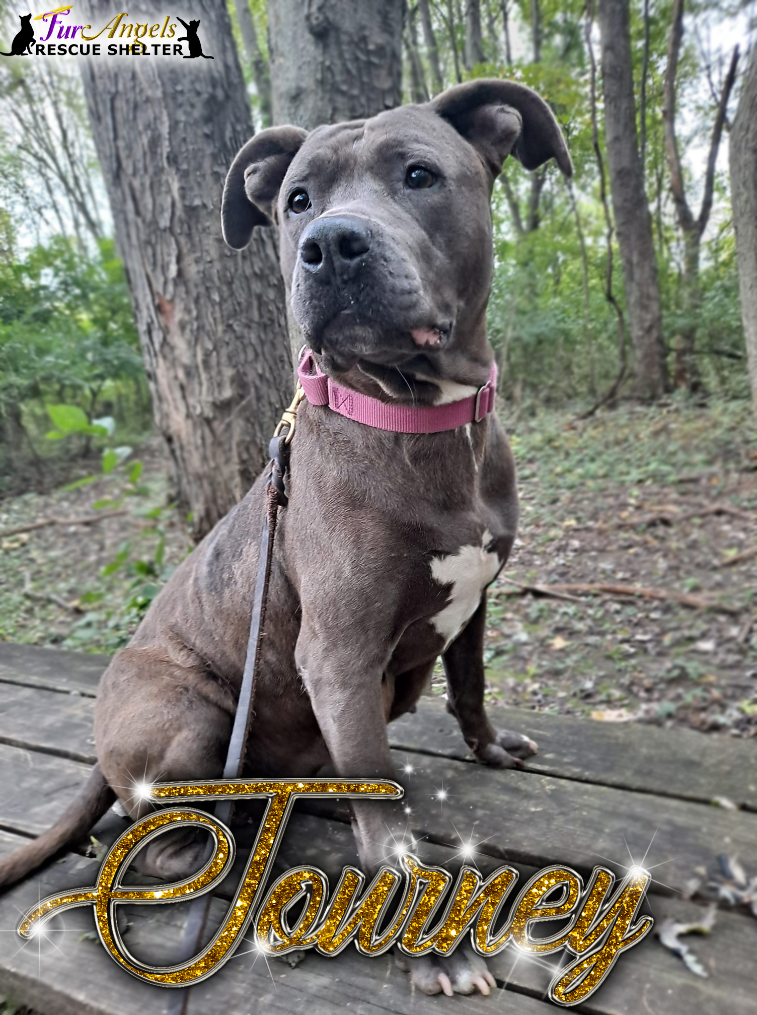 Enlarge Journey, a Adoptable mixed breed in Toledo, OH image 1/6