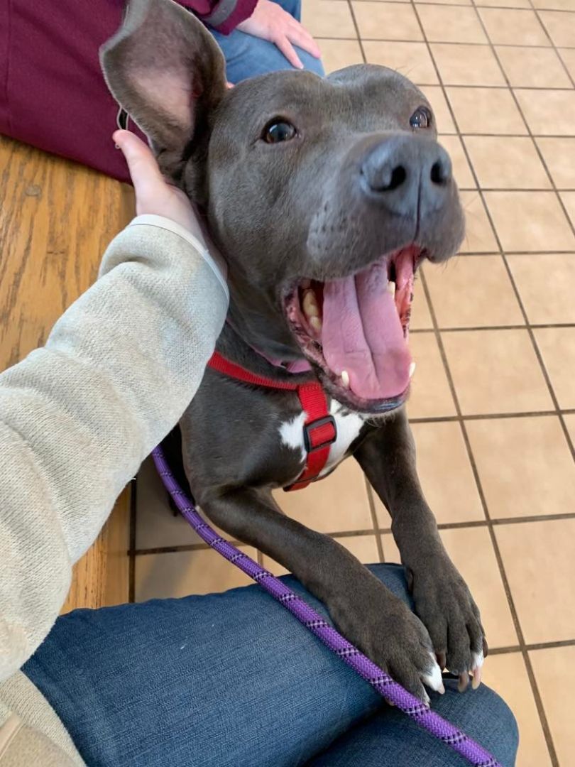 Enlarge Journey, a Adoptable mixed breed in Toledo, OH image 2/6