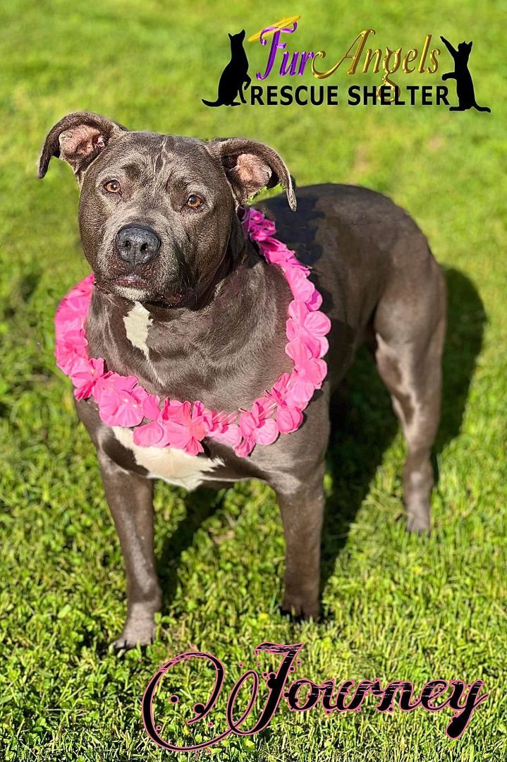 Enlarge Journey, a Adoptable mixed breed in Toledo, OH image 3/6