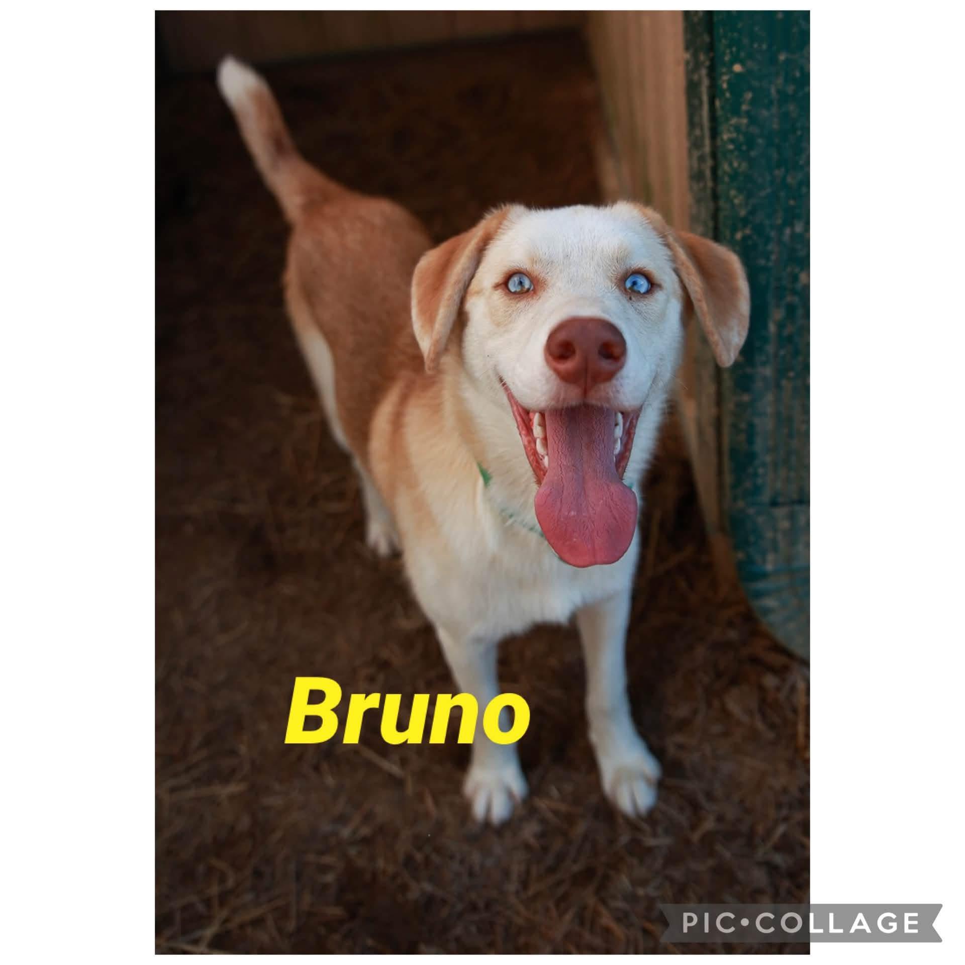Bruno, Adoptable, Young Male Husky & Shepherd.