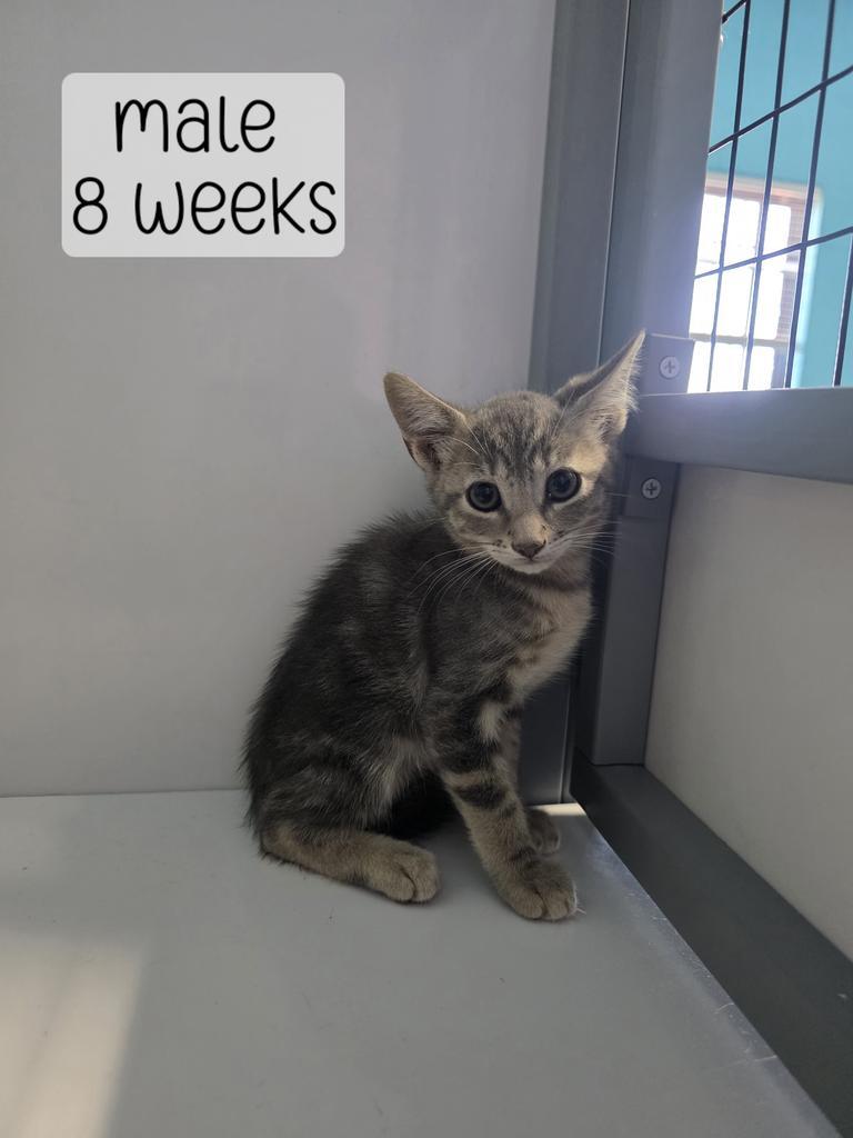 Coffee Cake, Adoptable, Kitten Male Domestic Short Hair.