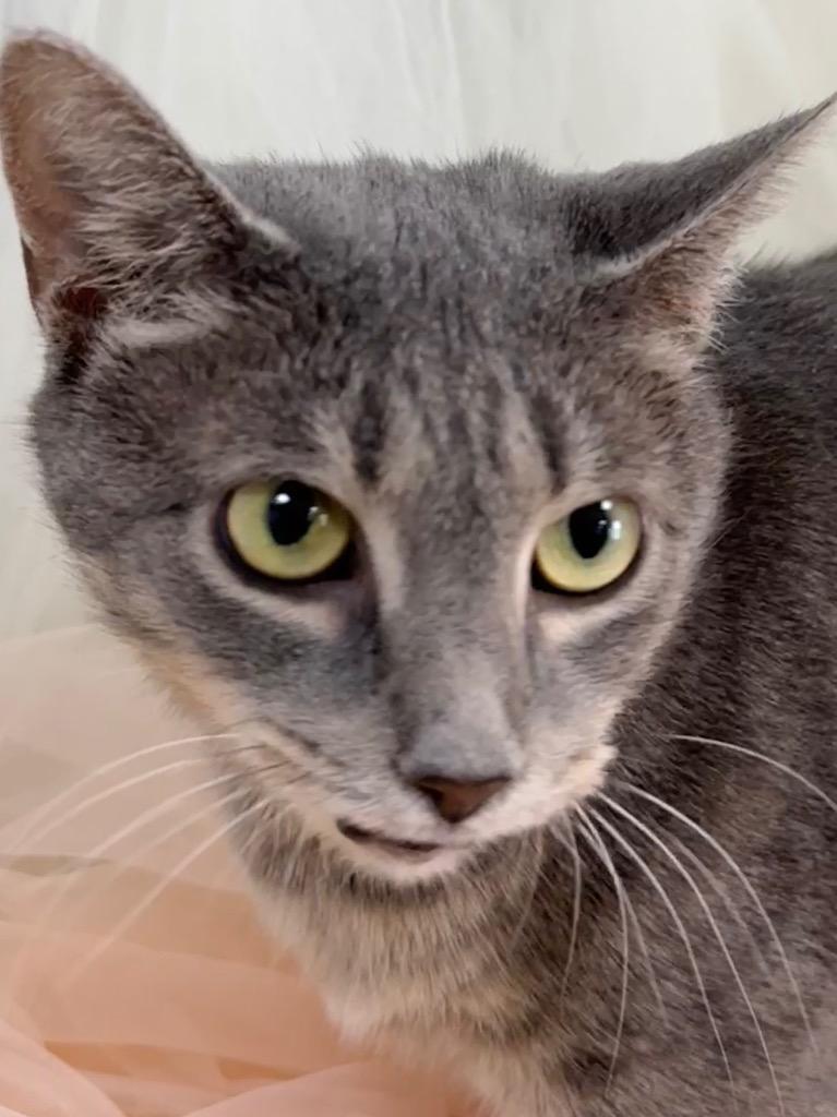 Gumdrop, Adoptable, Adult Female Domestic Short Hair.