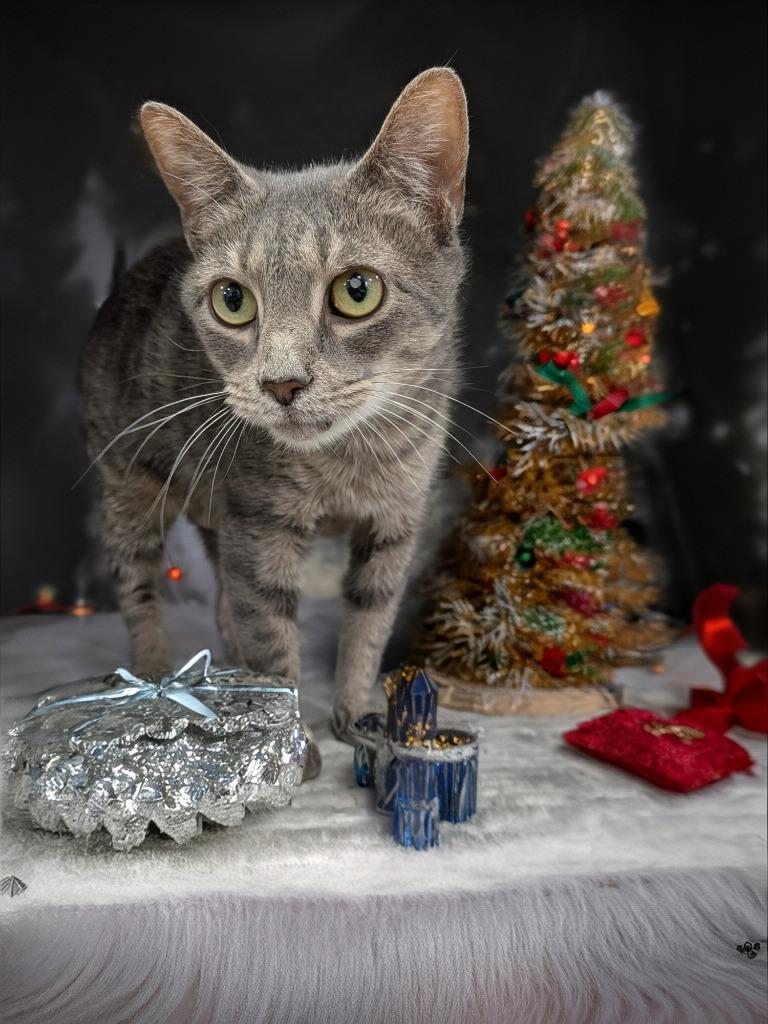 Enlarge Gumdrop, a Adoptable mixed breed in New Manchester, WV image 1/2