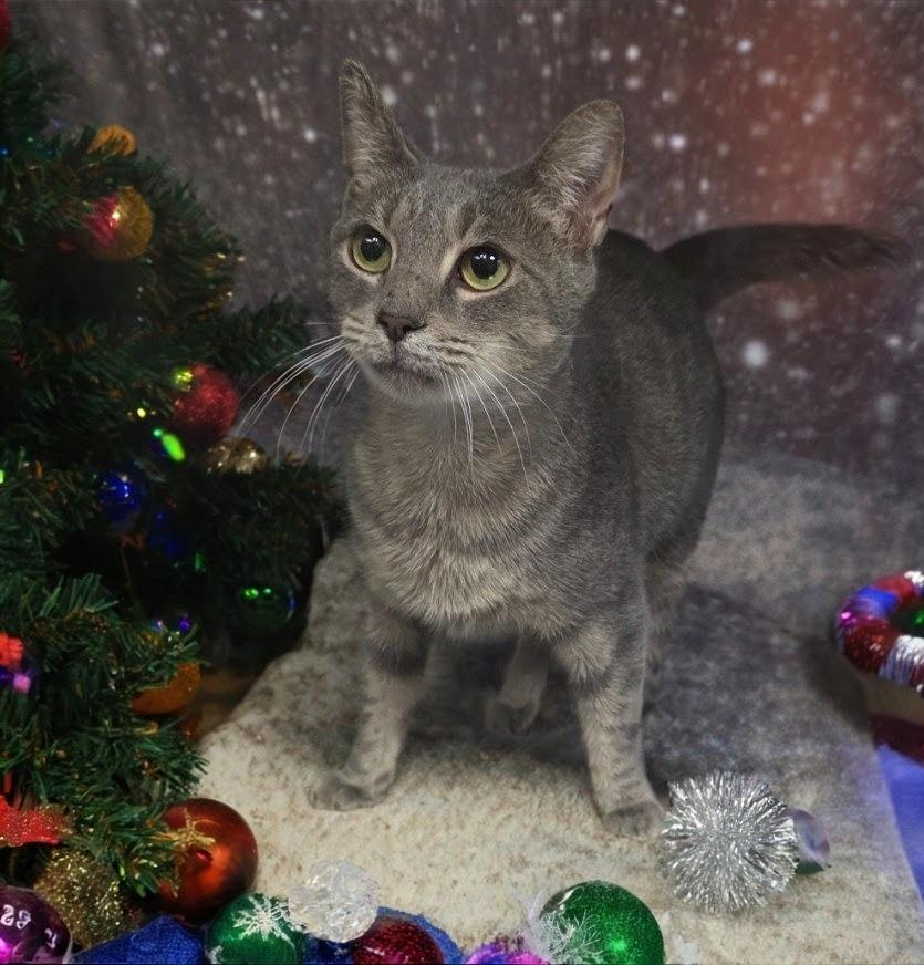 Enlarge Gumdrop, a Adoptable mixed breed in New Manchester, WV image 2/2