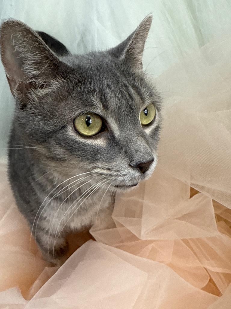 Gumdrop, a Adoptable mixed breed in New Manchester, WV image 3/5