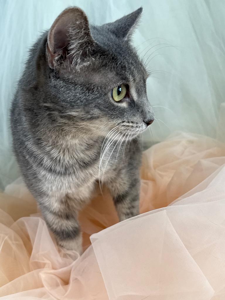 Gumdrop, a Adoptable mixed breed in New Manchester, WV image 5/5