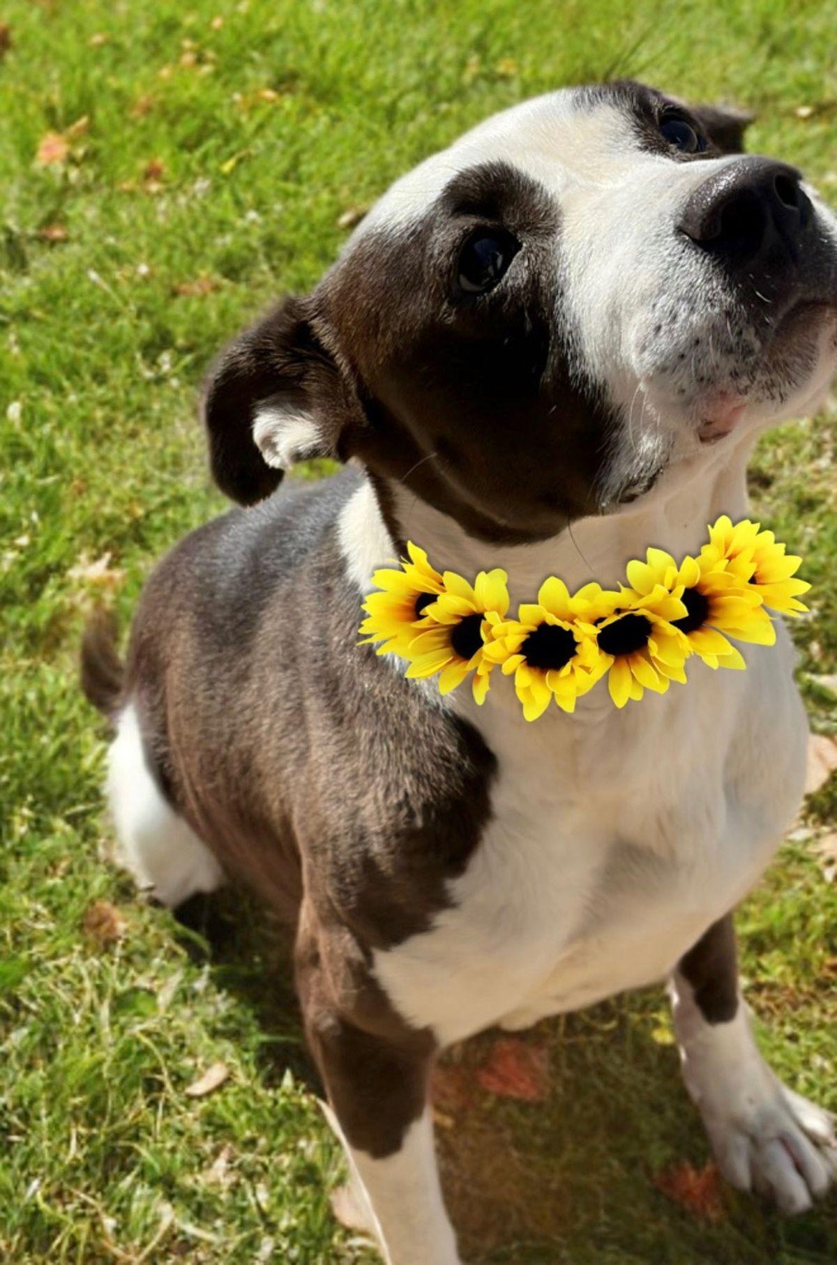 Matilda, Adoptable, Adult Female American Staffordshire Terrier.