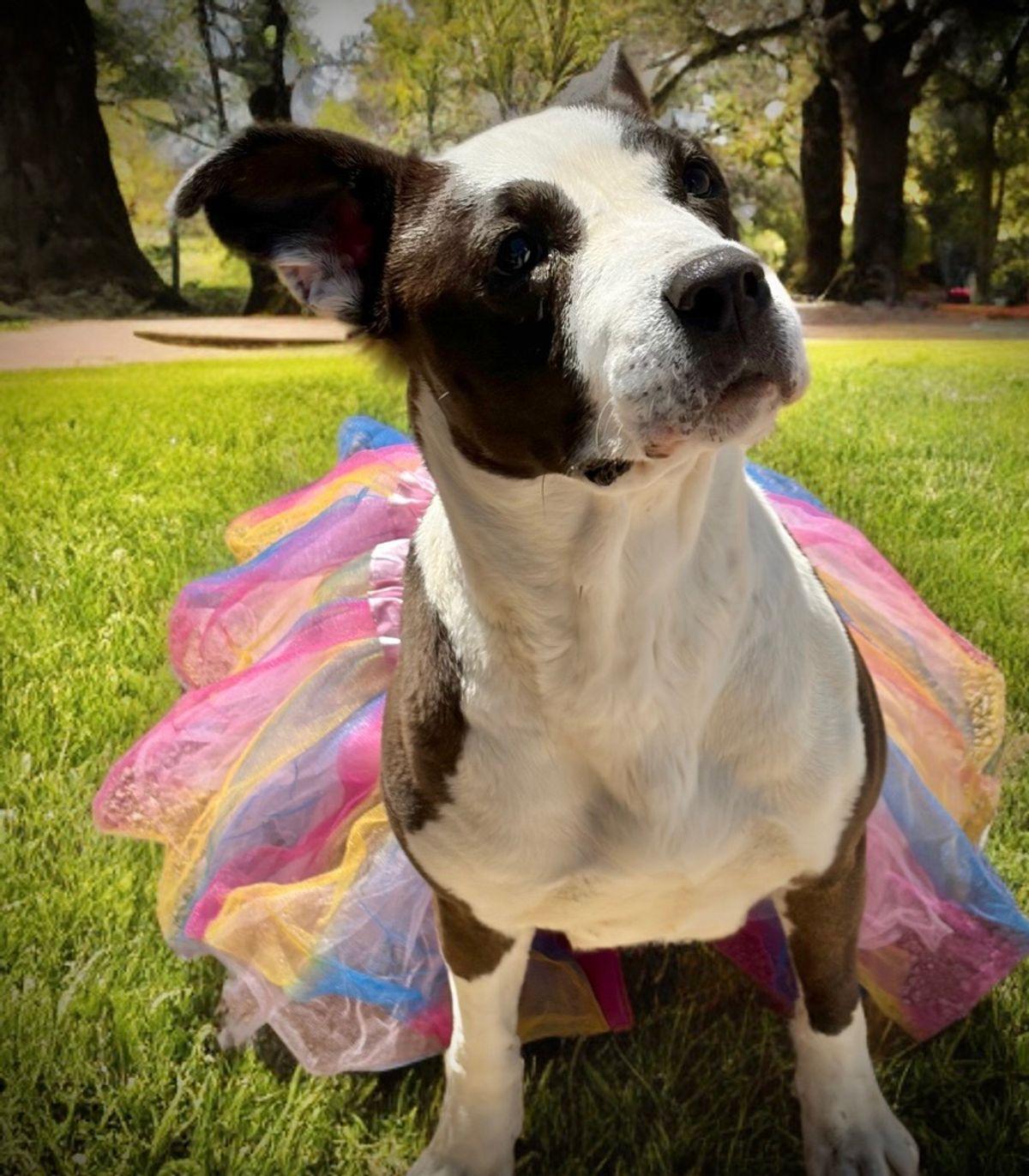 Enlarge Matilda, a Adoptable American Staffordshire Terrier in Kingman, AZ image 2/3