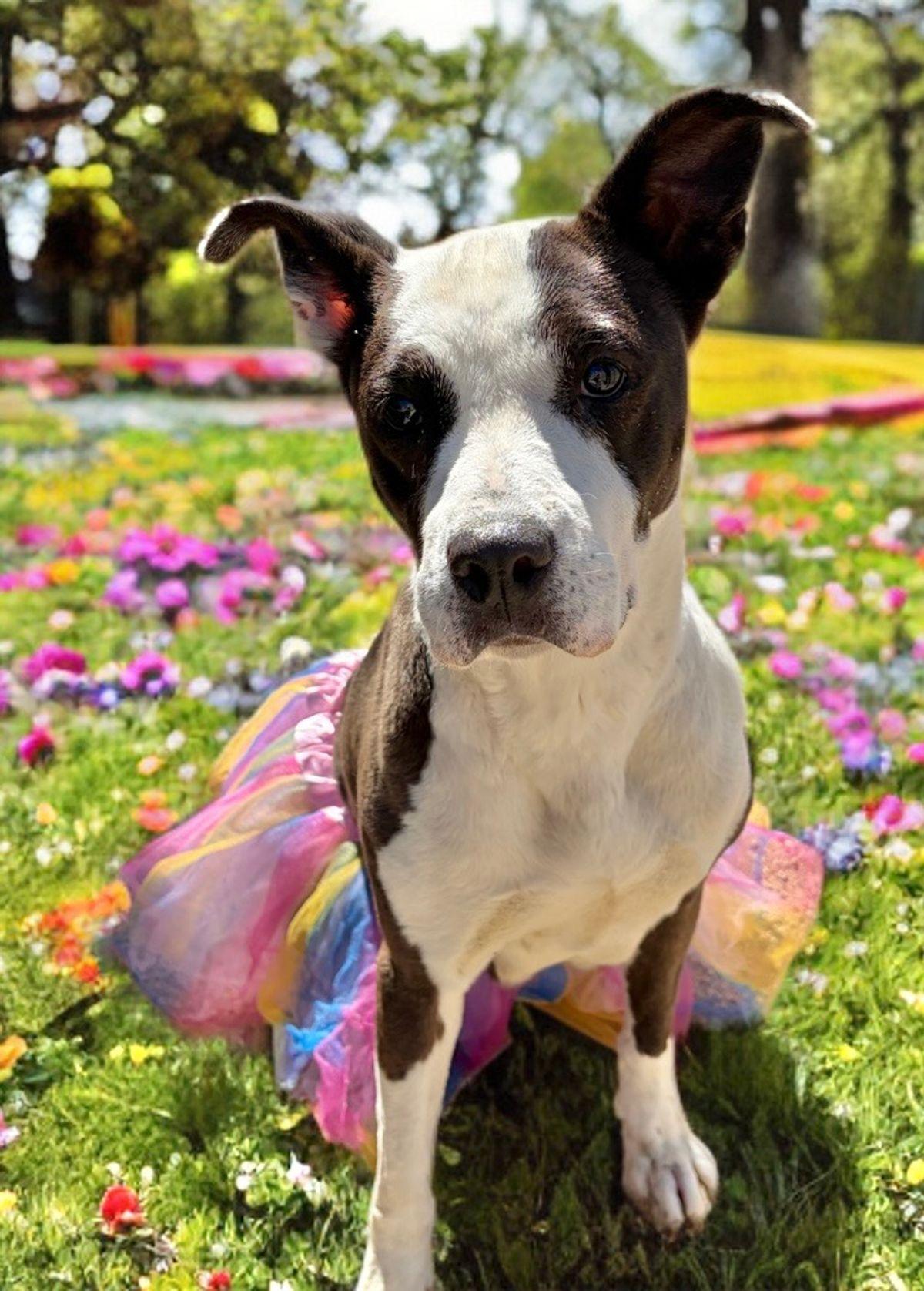 Enlarge Matilda, a Adoptable American Staffordshire Terrier in Kingman, AZ image 3/3