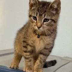 Sagar (Happy little man)