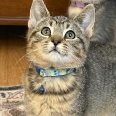 Sagar (Happy little man)