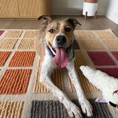 Bella, Where Have You Been Loca?, Adoptable, Adult Female Husky & Mixed Breed.