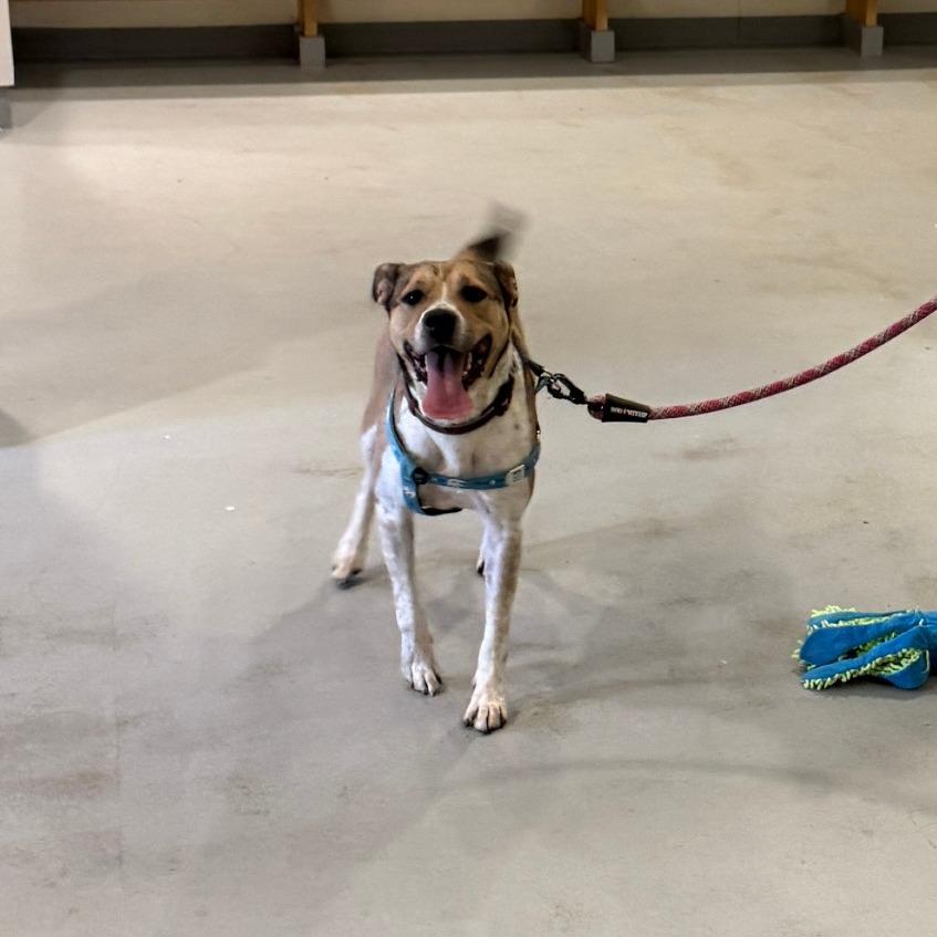 Bella, Where Have You Been Loca?, Adoptable, Adult Female Hound & Mixed Breed.