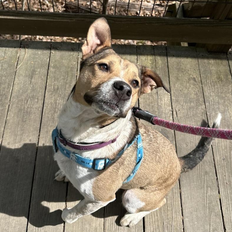 Enlarge Bella, Where Have You Been Loca?, a Adoptable mixed breed in Charlottesville, VA image 2/6