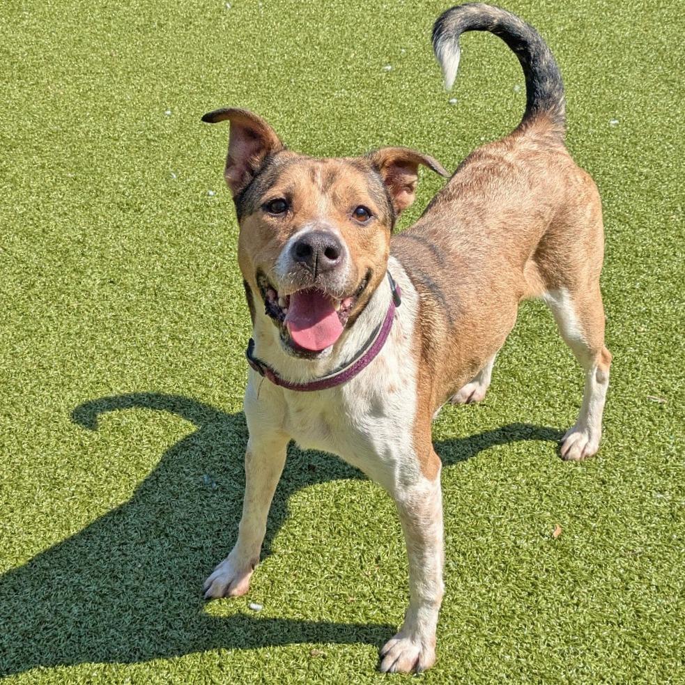 Enlarge Bella, Where Have You Been Loca?, a Adoptable mixed breed in Charlottesville, VA image 3/6