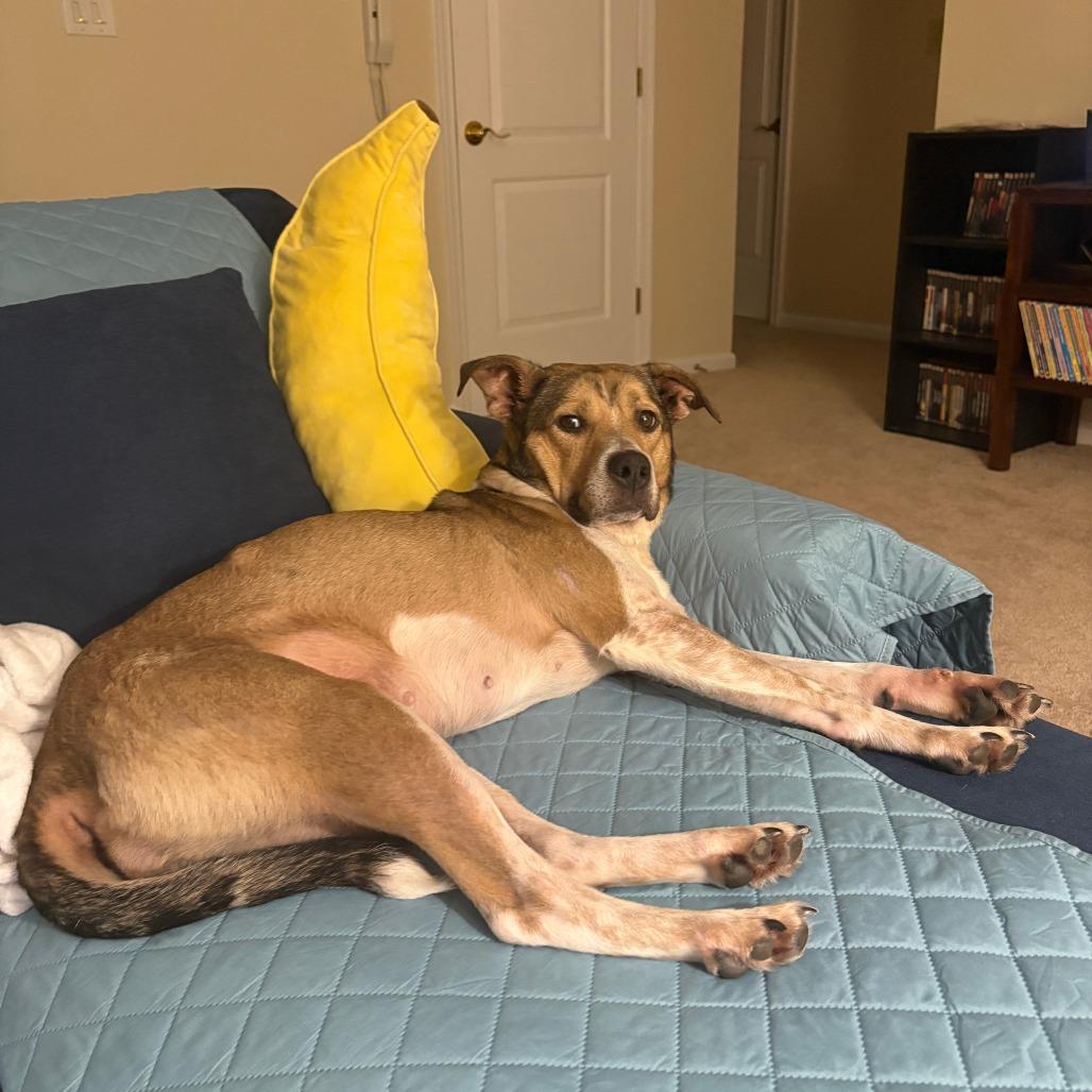 Enlarge Bella, Where Have You Been Loca?, a Adoptable mixed breed in Charlottesville, VA image 4/6