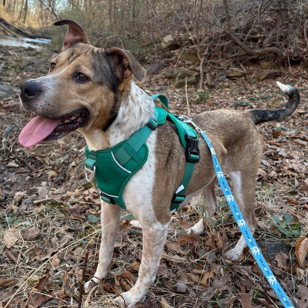 Enlarge Bella, Where Have You Been Loca?, a Adoptable mixed breed in Charlottesville, VA image 5/6