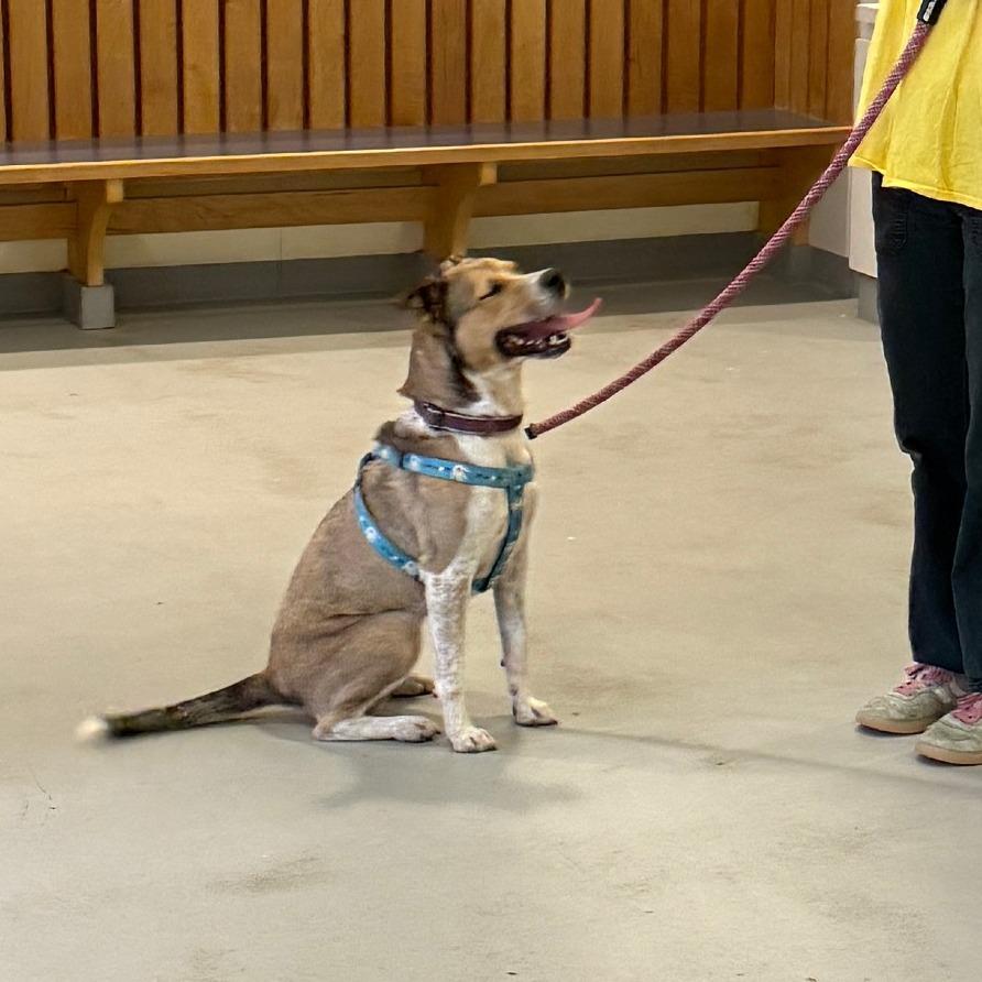 Enlarge Bella, Where Have You Been Loca?, a Adoptable mixed breed in Charlottesville, VA image 6/6