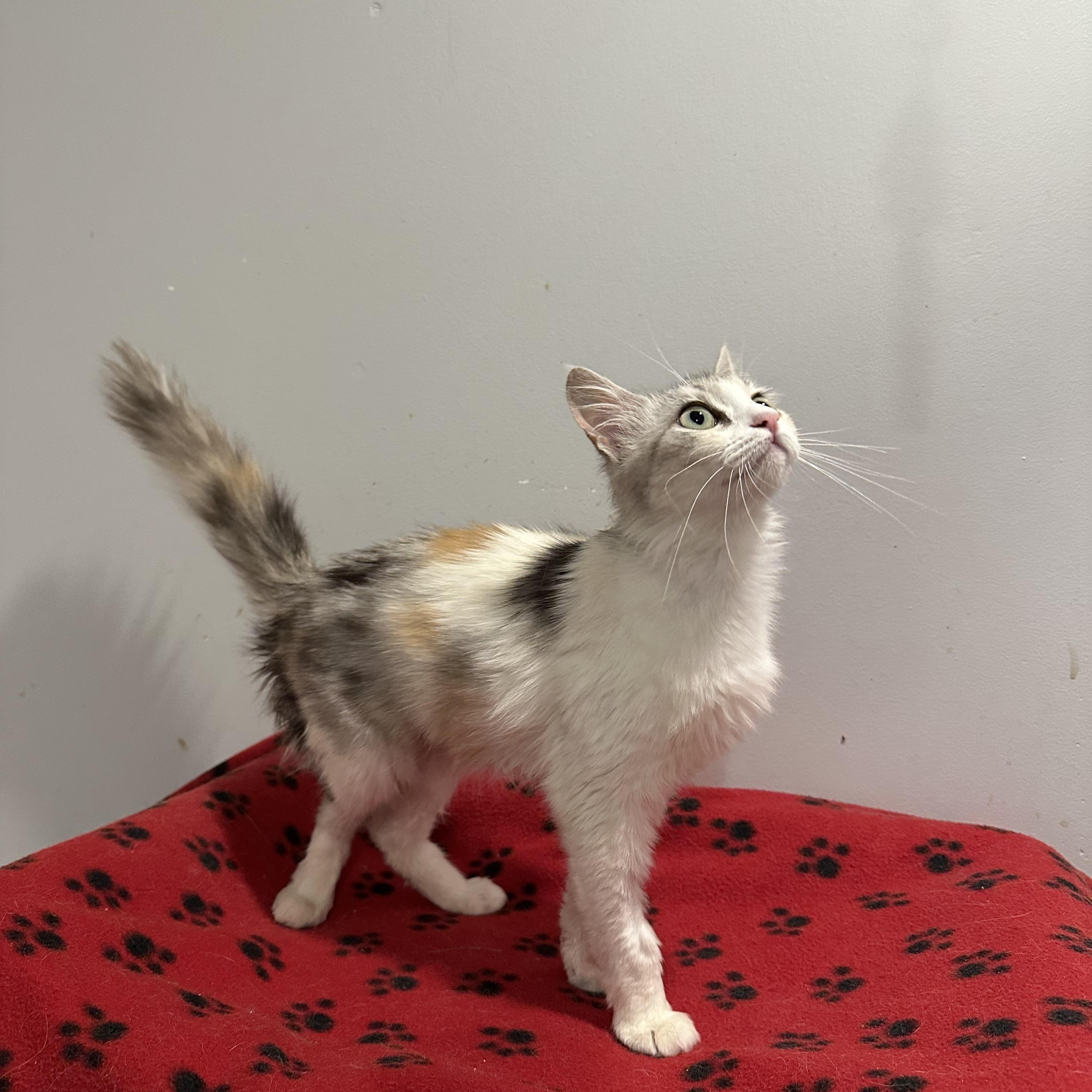 Enlarge Rose (part Persian), an adopted Persian in Fairfax, VA image 2/3
