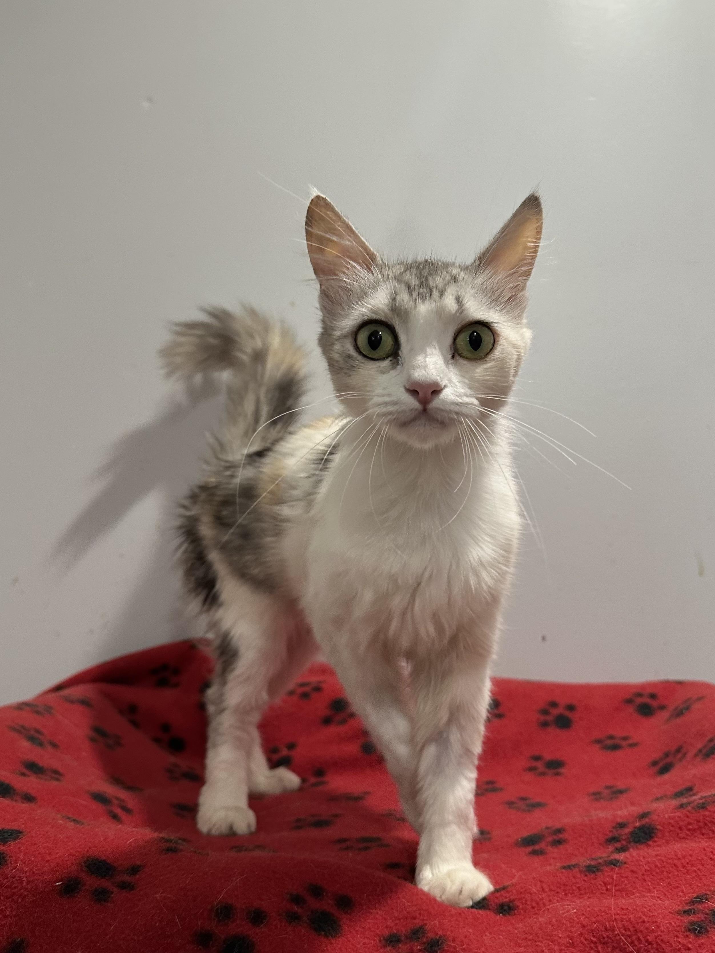 Enlarge Rose (part Persian), an adopted Persian in Fairfax, VA image 1/3