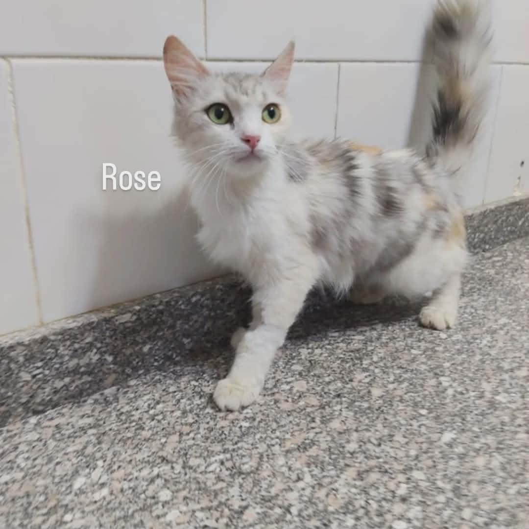 Enlarge Rose (part Persian), an adopted Persian in Fairfax, VA image 3/3