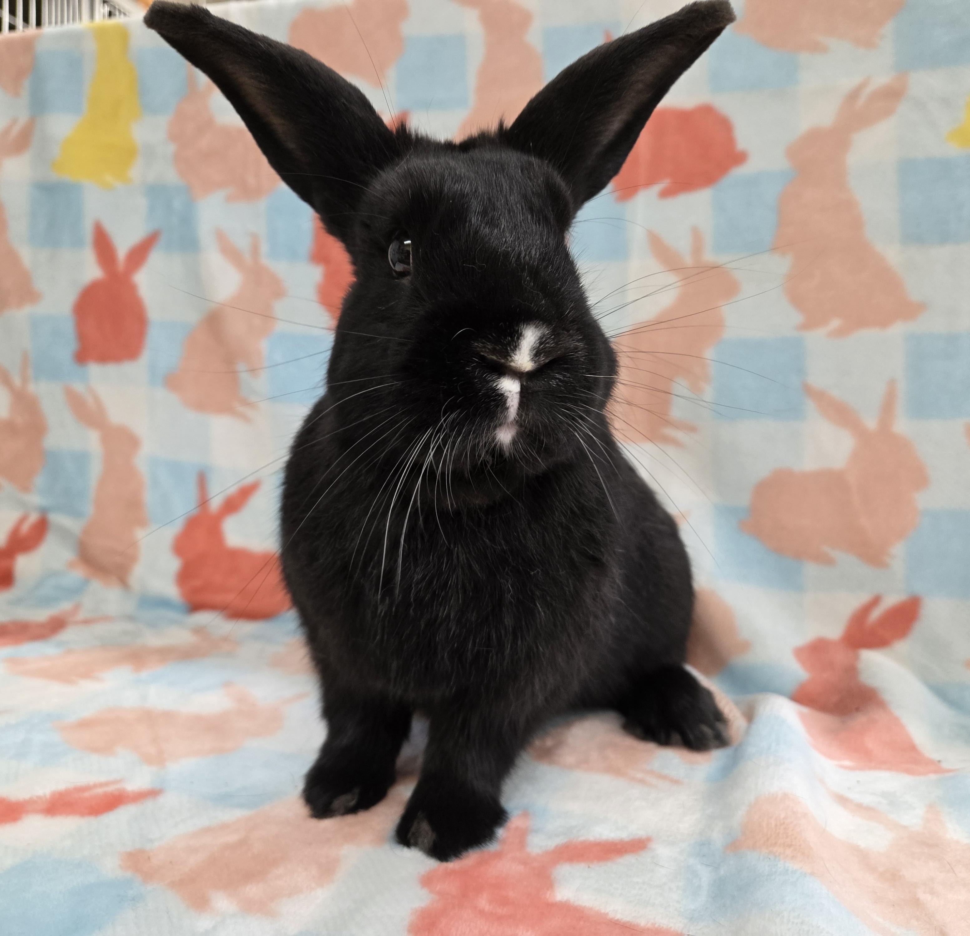 Turnip, a ADOPTABLE mixed breed in Deerfield, WI image 1/4