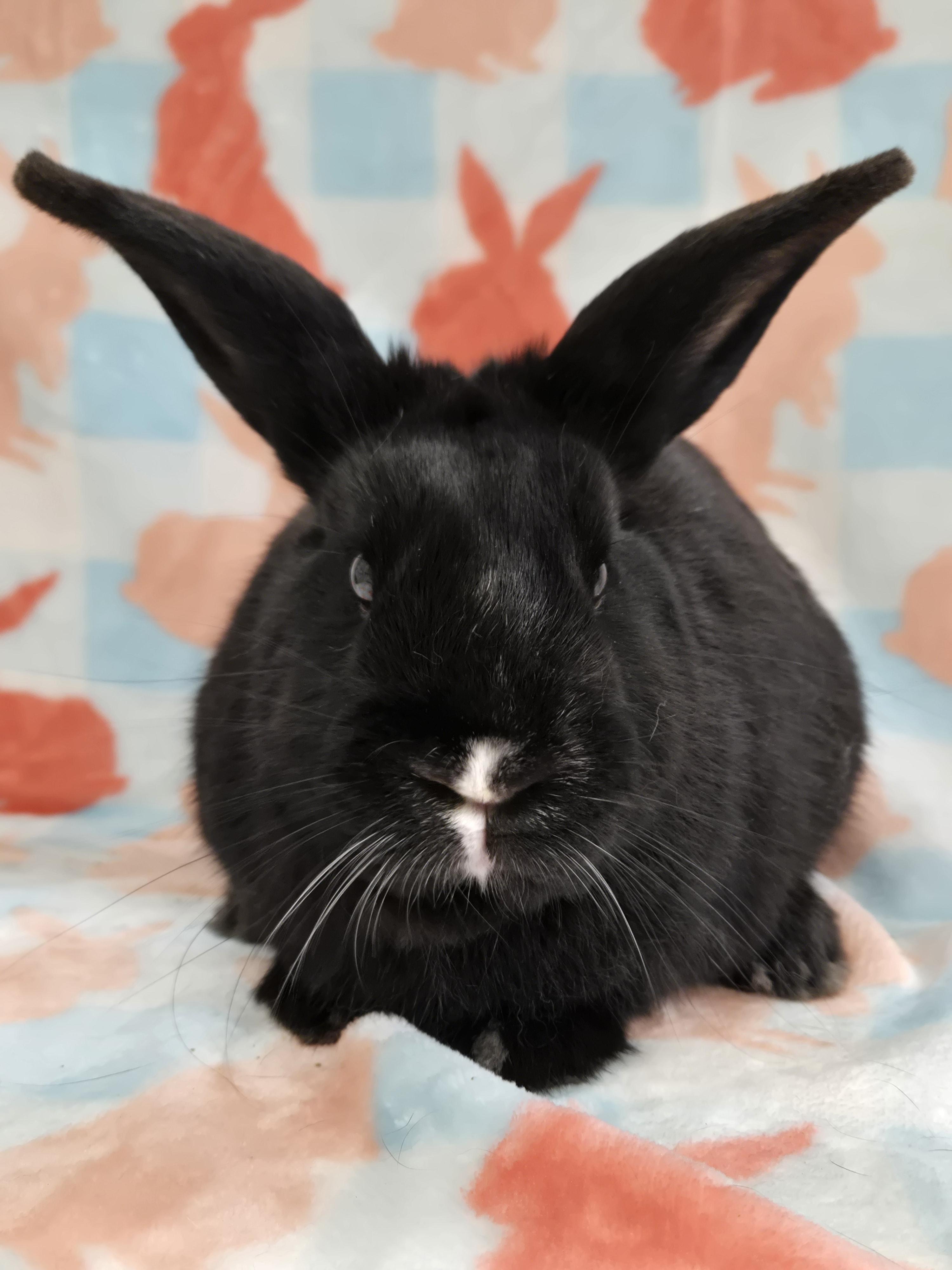 Turnip, a ADOPTABLE mixed breed in Deerfield, WI image 2/4