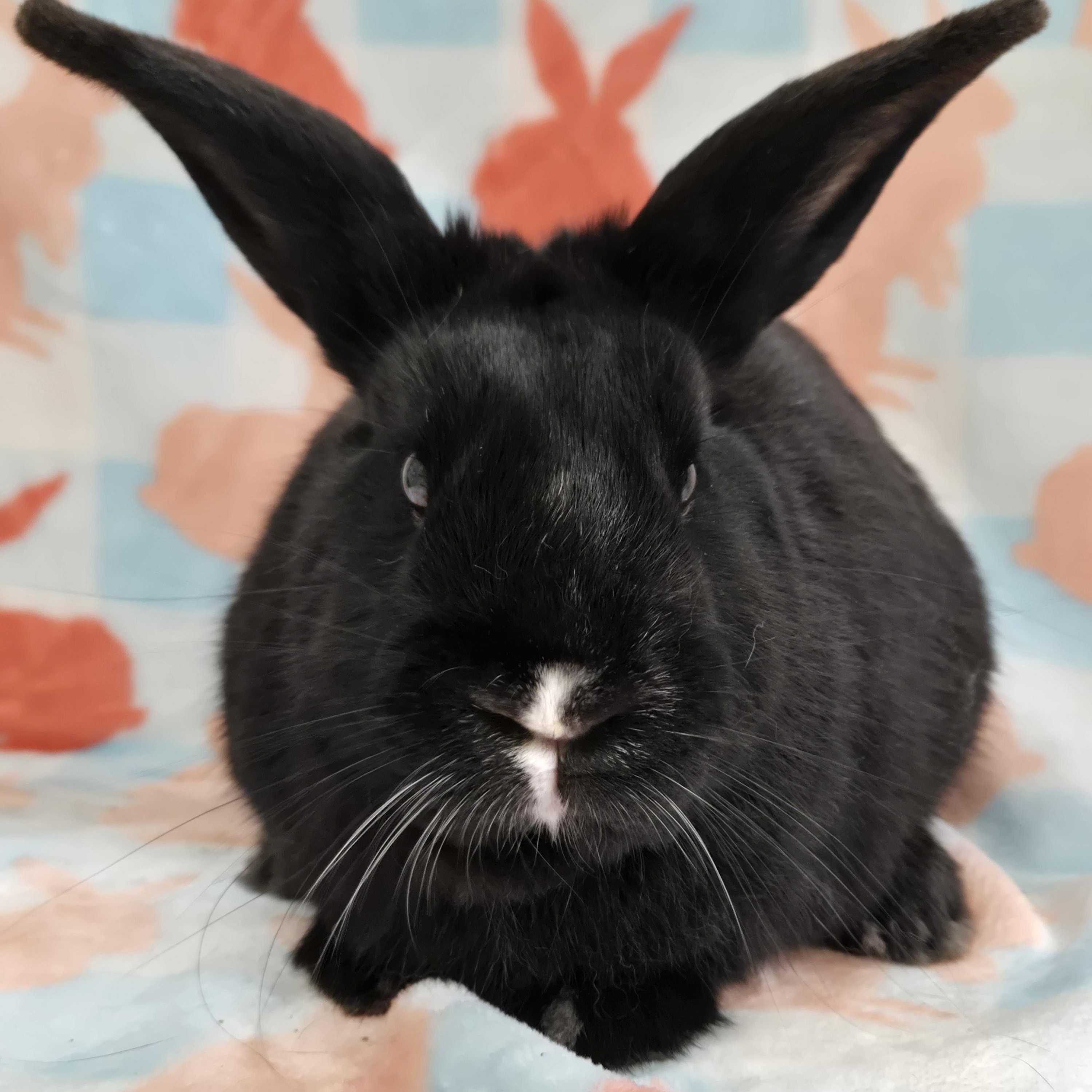 Turnip, a ADOPTABLE mixed breed in Deerfield, WI image 2/4